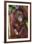 Indonesia, Central Kalimatan, Tanjung Puting National Park. a Mother and Baby Bornean Orangutan.-Nigel Pavitt-Framed Photographic Print