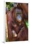 Indonesia, Central Kalimatan, Tanjung Puting National Park. a Mother and Baby Bornean Orangutan.-Nigel Pavitt-Framed Photographic Print