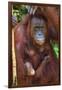 Indonesia, Central Kalimatan, Tanjung Puting National Park. a Mother and Baby Bornean Orangutan.-Nigel Pavitt-Framed Photographic Print