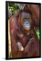 Indonesia, Central Kalimatan, Tanjung Puting National Park. a Mother and Baby Bornean Orangutan.-Nigel Pavitt-Framed Photographic Print