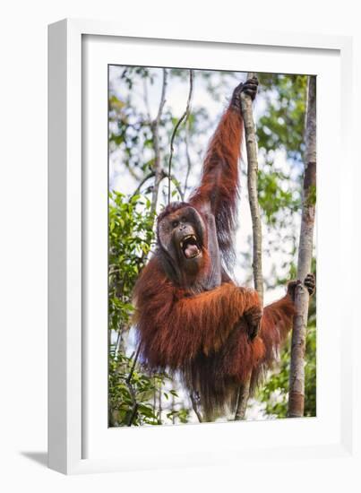 Indonesia, Central Kalimatan-Nigel Pavitt-Framed Photographic Print