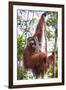 Indonesia, Central Kalimatan-Nigel Pavitt-Framed Photographic Print