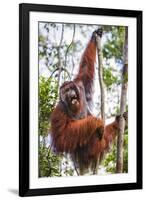 Indonesia, Central Kalimatan-Nigel Pavitt-Framed Photographic Print