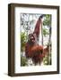 Indonesia, Central Kalimatan-Nigel Pavitt-Framed Photographic Print