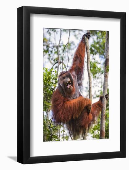 Indonesia, Central Kalimatan-Nigel Pavitt-Framed Photographic Print