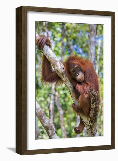 Indonesia, Central Kalimatan-Nigel Pavitt-Framed Photographic Print