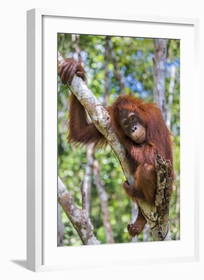 Indonesia, Central Kalimatan-Nigel Pavitt-Framed Photographic Print