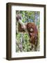 Indonesia, Central Kalimatan-Nigel Pavitt-Framed Photographic Print