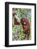 Indonesia, Central Kalimatan-Nigel Pavitt-Framed Photographic Print