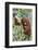 Indonesia, Central Kalimatan-Nigel Pavitt-Framed Photographic Print