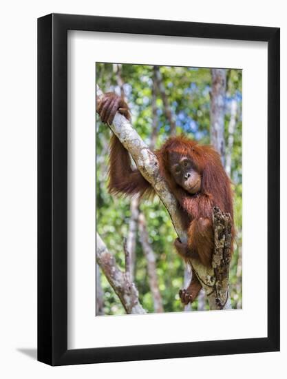 Indonesia, Central Kalimatan-Nigel Pavitt-Framed Photographic Print