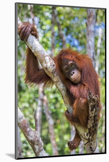 Indonesia, Central Kalimatan-Nigel Pavitt-Mounted Photographic Print