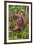 Indonesia, Central Kalimatan-Nigel Pavitt-Framed Photographic Print