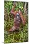 Indonesia, Central Kalimatan-Nigel Pavitt-Mounted Photographic Print