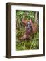 Indonesia, Central Kalimatan-Nigel Pavitt-Framed Photographic Print