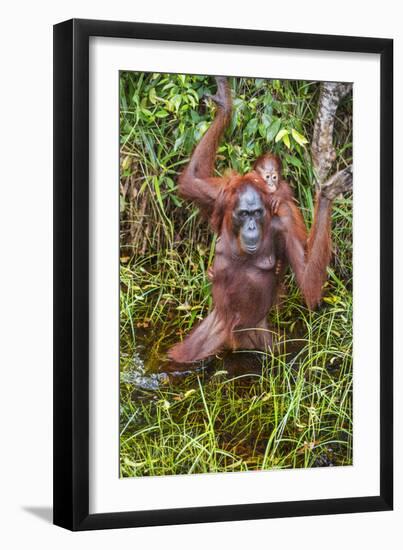 Indonesia, Central Kalimatan-Nigel Pavitt-Framed Photographic Print