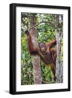 Indonesia, Central Kalimatan-Nigel Pavitt-Framed Photographic Print