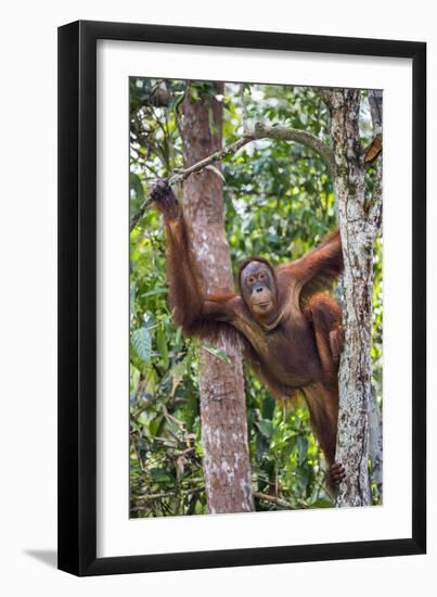 Indonesia, Central Kalimatan-Nigel Pavitt-Framed Photographic Print