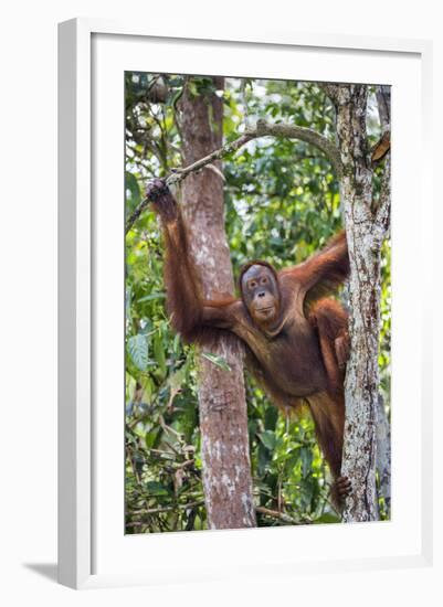 Indonesia, Central Kalimatan-Nigel Pavitt-Framed Photographic Print