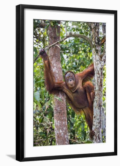 Indonesia, Central Kalimatan-Nigel Pavitt-Framed Photographic Print