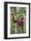 Indonesia, Central Kalimatan-Nigel Pavitt-Framed Photographic Print