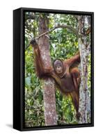 Indonesia, Central Kalimatan-Nigel Pavitt-Framed Stretched Canvas