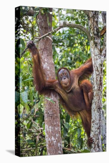 Indonesia, Central Kalimatan-Nigel Pavitt-Stretched Canvas