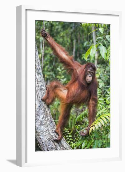 Indonesia, Central Kalimatan-Nigel Pavitt-Framed Photographic Print