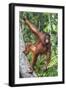 Indonesia, Central Kalimatan-Nigel Pavitt-Framed Photographic Print