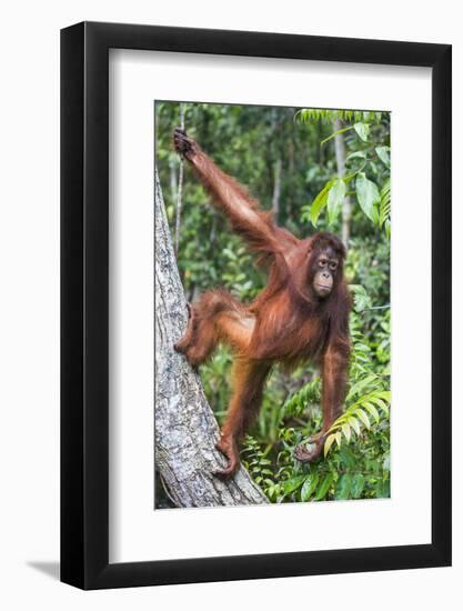 Indonesia, Central Kalimatan-Nigel Pavitt-Framed Photographic Print