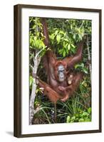 Indonesia, Central Kalimatan-Nigel Pavitt-Framed Photographic Print