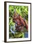 Indonesia, Central Kalimatan-Nigel Pavitt-Framed Photographic Print