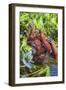 Indonesia, Central Kalimatan-Nigel Pavitt-Framed Photographic Print