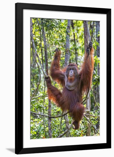 Indonesia, Central Kalimatan-Nigel Pavitt-Framed Photographic Print