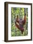 Indonesia, Central Kalimatan-Nigel Pavitt-Framed Photographic Print