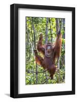 Indonesia, Central Kalimatan-Nigel Pavitt-Framed Photographic Print