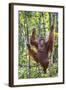 Indonesia, Central Kalimatan-Nigel Pavitt-Framed Photographic Print