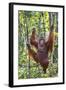 Indonesia, Central Kalimatan-Nigel Pavitt-Framed Photographic Print