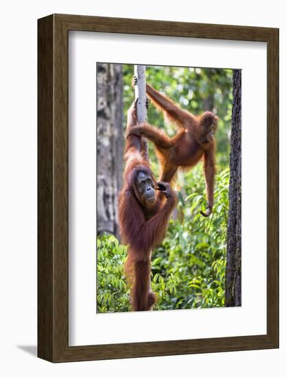 Indonesia, Central Kalimatan-Nigel Pavitt-Framed Photographic Print