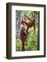 Indonesia, Central Kalimatan-Nigel Pavitt-Framed Photographic Print