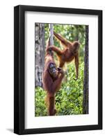 Indonesia, Central Kalimatan-Nigel Pavitt-Framed Photographic Print