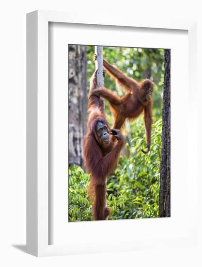 Indonesia, Central Kalimatan-Nigel Pavitt-Framed Photographic Print