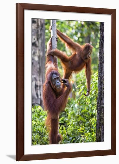 Indonesia, Central Kalimatan-Nigel Pavitt-Framed Photographic Print