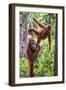 Indonesia, Central Kalimatan-Nigel Pavitt-Framed Photographic Print