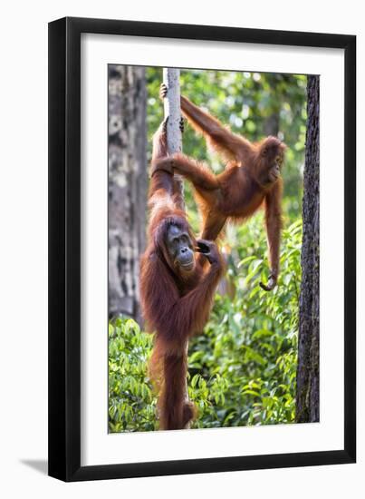 Indonesia, Central Kalimatan-Nigel Pavitt-Framed Photographic Print