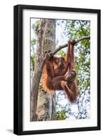 Indonesia, Central Kalimatan-Nigel Pavitt-Framed Photographic Print