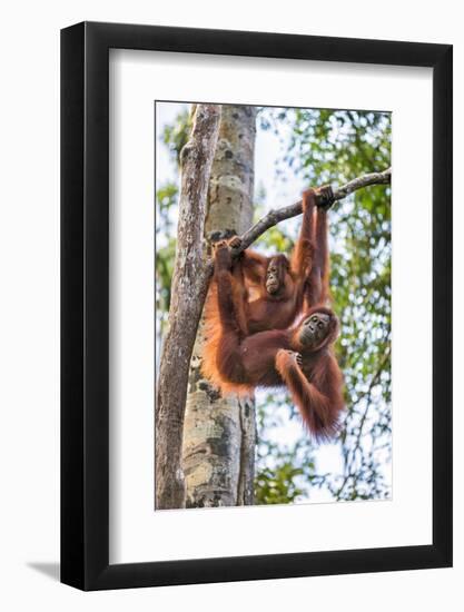 Indonesia, Central Kalimatan-Nigel Pavitt-Framed Photographic Print