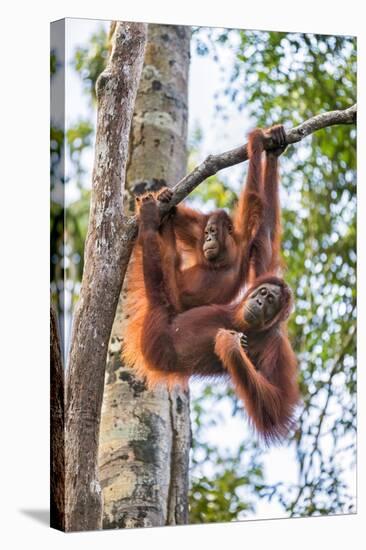 Indonesia, Central Kalimatan-Nigel Pavitt-Stretched Canvas