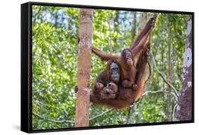 Indonesia, Central Kalimatan-Nigel Pavitt-Framed Stretched Canvas