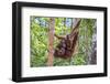 Indonesia, Central Kalimatan-Nigel Pavitt-Framed Photographic Print